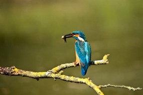 蓝色翠鸟捕鱼图片